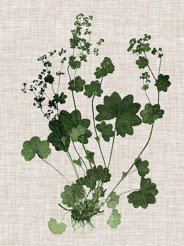 Forest Foliage on Linen III Black Ornate Wood Framed Art Print with Double Matting by Vision Studio