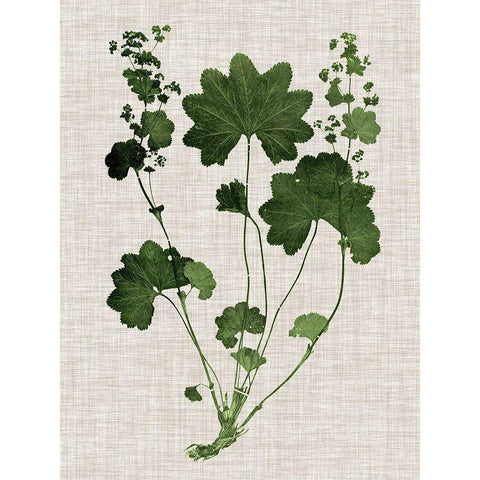 Forest Foliage on Linen IV White Modern Wood Framed Art Print by Vision Studio