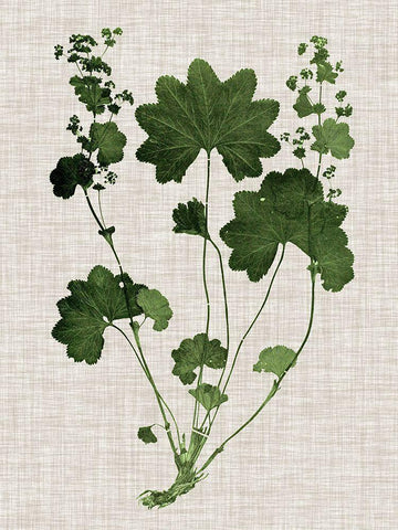 Forest Foliage on Linen IV Black Ornate Wood Framed Art Print with Double Matting by Vision Studio