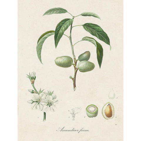 Antique Almond Botanical I Black Modern Wood Framed Art Print by de Langlois