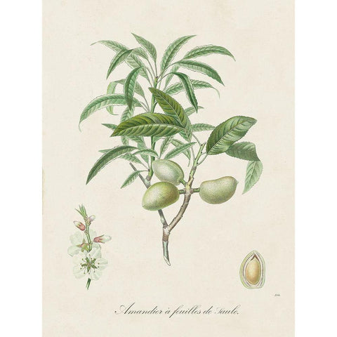 Antique Almond Botanical II Black Modern Wood Framed Art Print with Double Matting by de Langlois