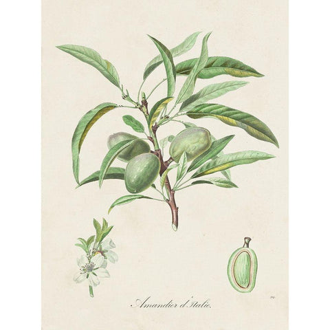 Antique Almond Botanical III White Modern Wood Framed Art Print by de Langlois