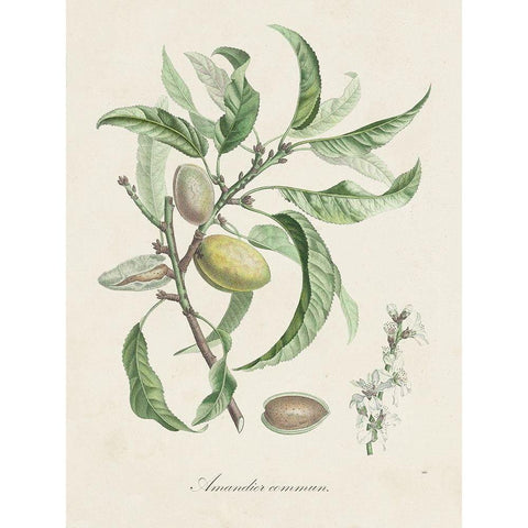 Antique Almond Botanical IV Gold Ornate Wood Framed Art Print with Double Matting by de Langlois