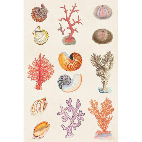 Coral And Shell Collage I Gold Ornate Wood Framed Art Print with Double Matting by Vision Studio