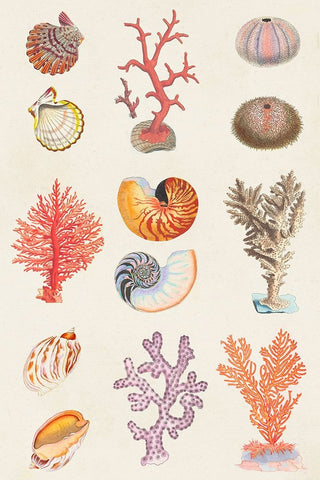 Coral And Shell Collage I Black Ornate Wood Framed Art Print with Double Matting by Vision Studio