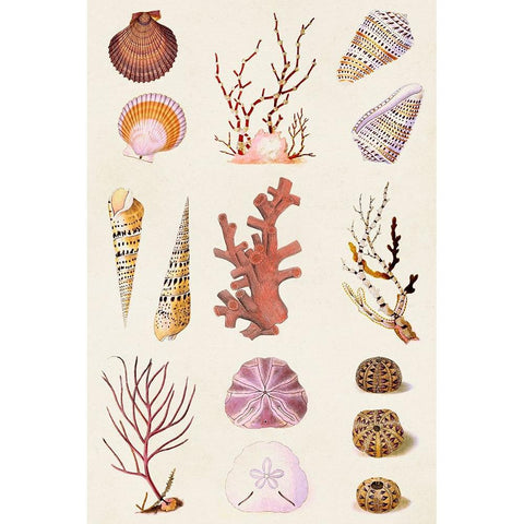Coral And Shell Collage II White Modern Wood Framed Art Print by Vision Studio
