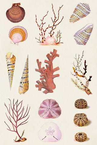 Coral And Shell Collage II White Modern Wood Framed Art Print with Double Matting by Vision Studio
