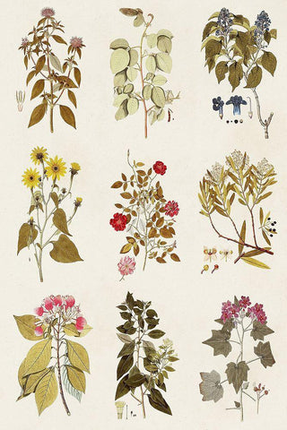 Antique Floral Grid I White Modern Wood Framed Art Print with Double Matting by Vision Studio