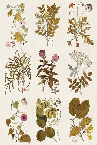 Antique Floral Grid II White Modern Wood Framed Art Print with Double Matting by Vision Studio