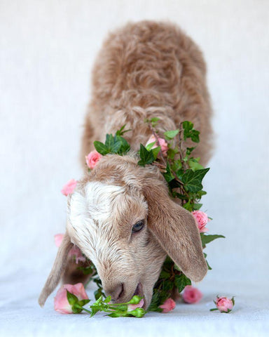 Friday Eating Roses Black Ornate Wood Framed Art Print with Double Matting by Soderman, Tania