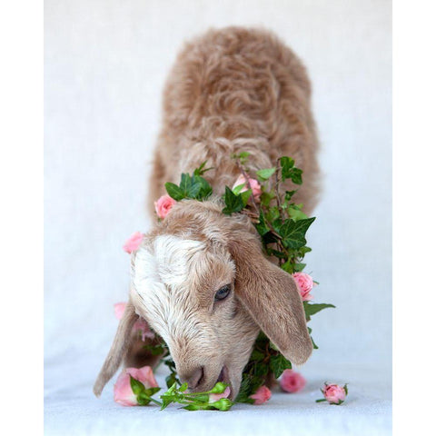 Friday Eating Roses Black Modern Wood Framed Art Print by Soderman, Tania