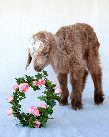 Friday Eating Wreath Black Ornate Wood Framed Art Print with Double Matting by Soderman, Tania