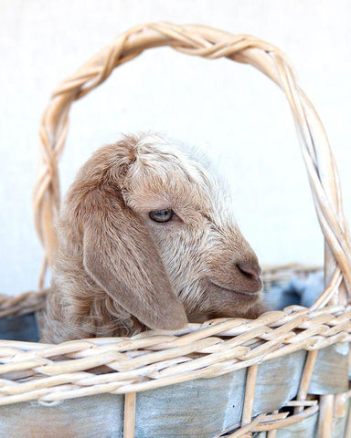 Friday in Basket I Black Ornate Wood Framed Art Print with Double Matting by Soderman, Tania