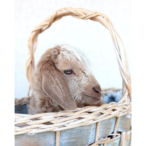 Friday in Basket I Black Modern Wood Framed Art Print with Double Matting by Soderman, Tania