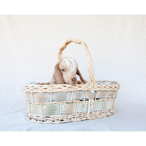 Friday in Basket II Black Modern Wood Framed Art Print by Soderman, Tania