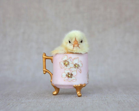 Chick in Pink Cup Black Ornate Wood Framed Art Print with Double Matting by Soderman, Tania