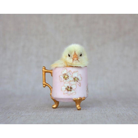 Chick in Pink Cup Black Modern Wood Framed Art Print by Soderman, Tania