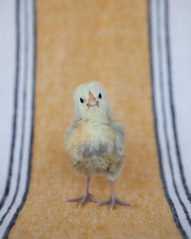 Chick on Ochre Napkin I White Modern Wood Framed Art Print with Double Matting by Soderman, Tania