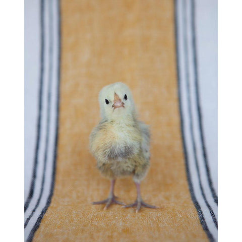 Chick on Ochre Napkin I Black Modern Wood Framed Art Print with Double Matting by Soderman, Tania