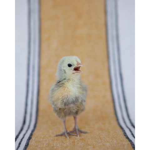 Chick on Ochre Napkin II Black Modern Wood Framed Art Print by Soderman, Tania
