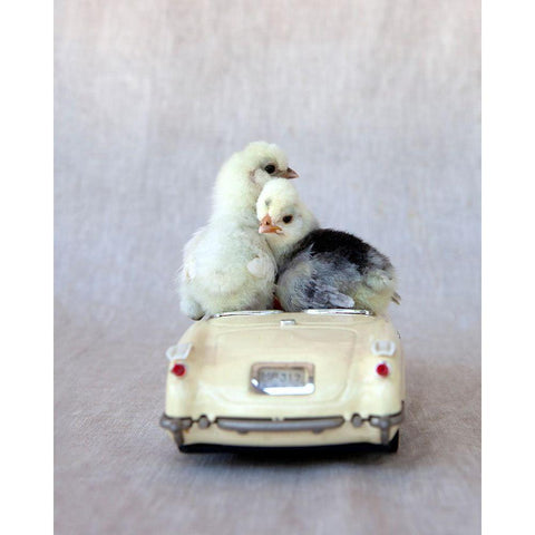 Chicks in Cream Car I Black Modern Wood Framed Art Print with Double Matting by Soderman, Tania