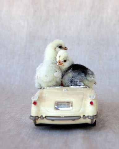 Chicks in Cream Car I Black Ornate Wood Framed Art Print with Double Matting by Soderman, Tania