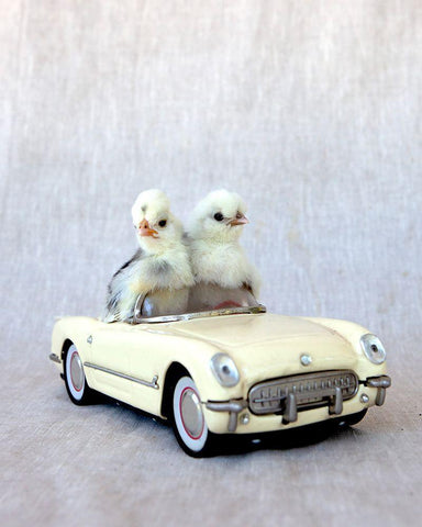 Chicks in Cream Car II White Modern Wood Framed Art Print with Double Matting by Soderman, Tania