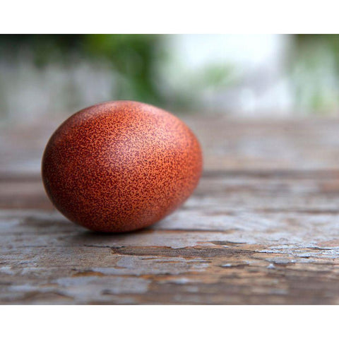 Egg on Wood Black Modern Wood Framed Art Print with Double Matting by Soderman, Tania