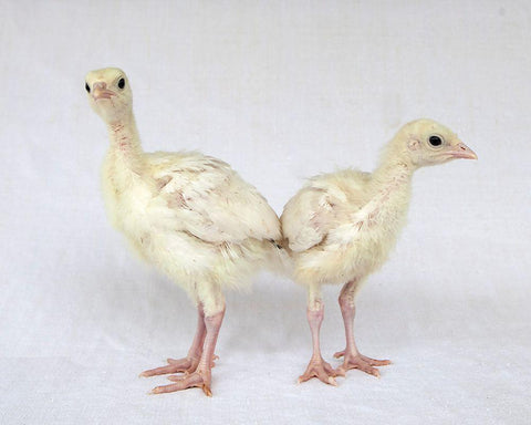 Turkey Chicks I White Modern Wood Framed Art Print with Double Matting by Soderman, Tania