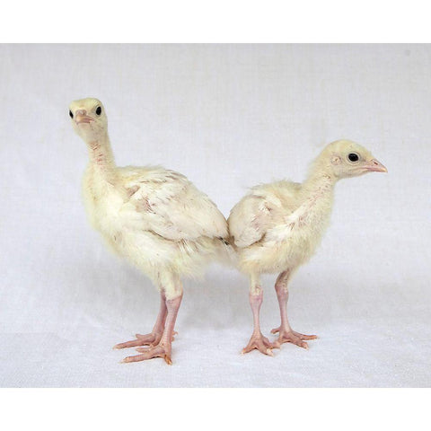 Turkey Chicks I Black Modern Wood Framed Art Print by Soderman, Tania