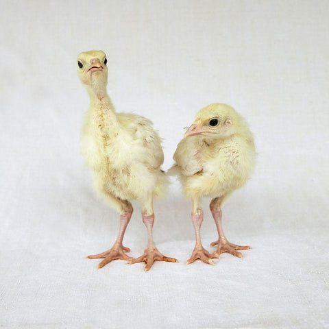 Turkey Chicks II Black Modern Wood Framed Art Print with Double Matting by Soderman, Tania