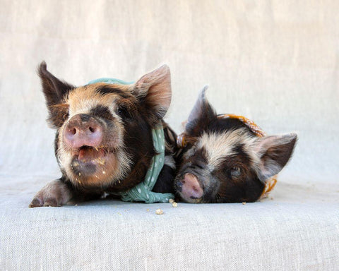 Fiona And Ferdinand I White Modern Wood Framed Art Print with Double Matting by Soderman, Tania