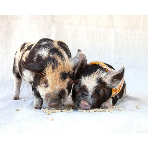 Fiona And Ferdinand II White Modern Wood Framed Art Print by Soderman, Tania