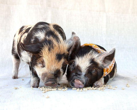 Fiona And Ferdinand II Black Ornate Wood Framed Art Print with Double Matting by Soderman, Tania