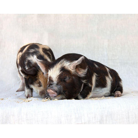 Fiona And Ferdinand III White Modern Wood Framed Art Print by Soderman, Tania