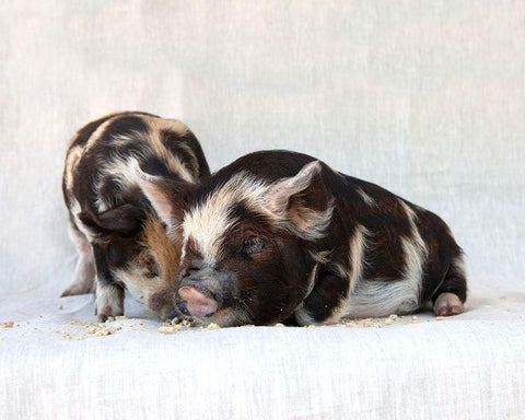 Fiona And Ferdinand III Black Ornate Wood Framed Art Print with Double Matting by Soderman, Tania