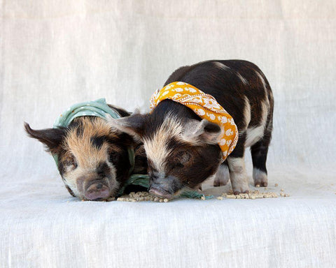 Fiona And Ferdinand IV White Modern Wood Framed Art Print with Double Matting by Soderman, Tania