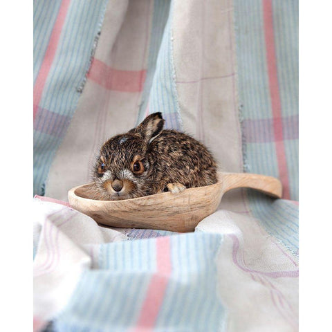 Baby Rabbit I Black Modern Wood Framed Art Print with Double Matting by Soderman, Tania