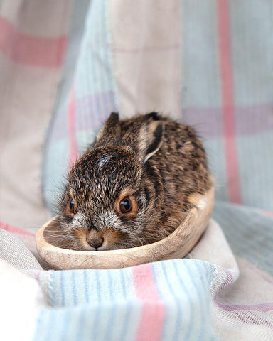 Baby Rabbit II Black Ornate Wood Framed Art Print with Double Matting by Soderman, Tania