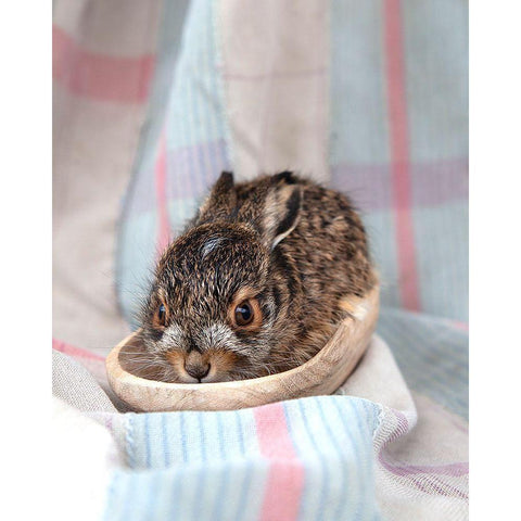 Baby Rabbit II White Modern Wood Framed Art Print by Soderman, Tania