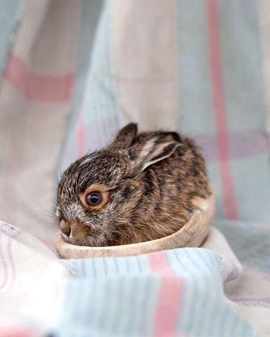 Baby Rabbit III Black Ornate Wood Framed Art Print with Double Matting by Soderman, Tania