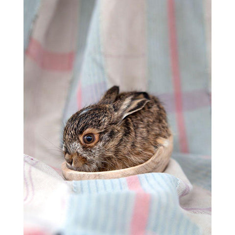 Baby Rabbit III Black Modern Wood Framed Art Print with Double Matting by Soderman, Tania