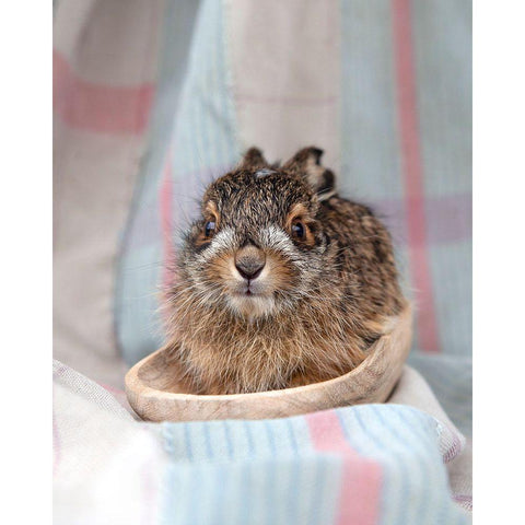 Baby Rabbit V Black Modern Wood Framed Art Print by Soderman, Tania