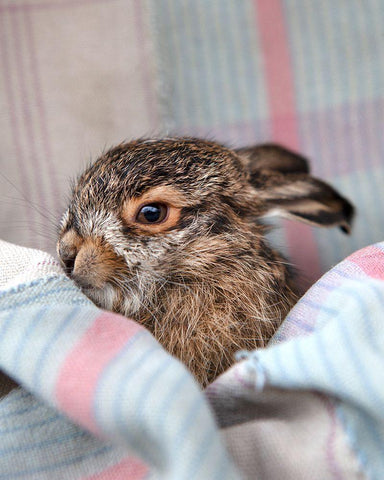 Baby Rabbit VI Black Ornate Wood Framed Art Print with Double Matting by Soderman, Tania