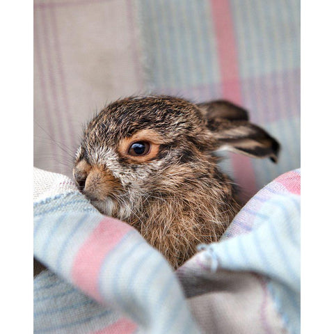 Baby Rabbit VI Black Modern Wood Framed Art Print by Soderman, Tania