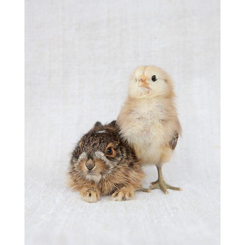 Chick And Baby Rabbit Black Modern Wood Framed Art Print by Soderman, Tania