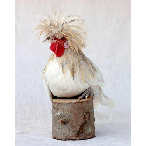 Rod the Rooster I Gold Ornate Wood Framed Art Print with Double Matting by Soderman, Tania