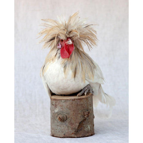 Rod the Rooster II Gold Ornate Wood Framed Art Print with Double Matting by Soderman, Tania