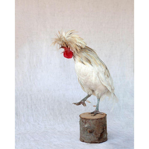 Rod the Rooster IV Black Modern Wood Framed Art Print by Soderman, Tania
