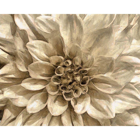 Neutral Wall Flower I Black Modern Wood Framed Art Print with Double Matting by Saunders, Alonzo
